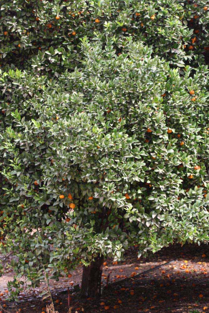            Habit (Riverside, CA)   